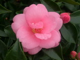 CAMELLIA Awakening Spring