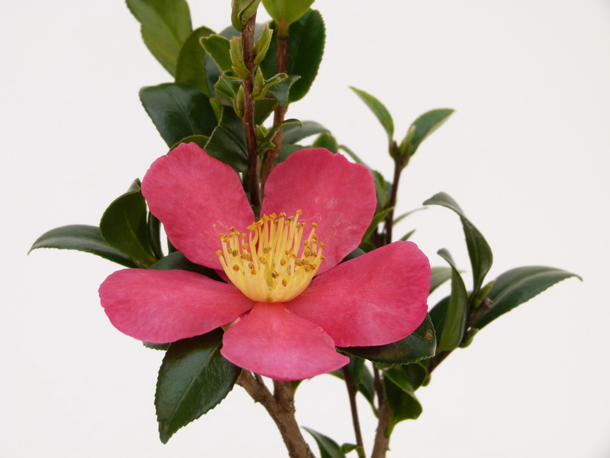 CAMELLIA sasanqua Yuletide