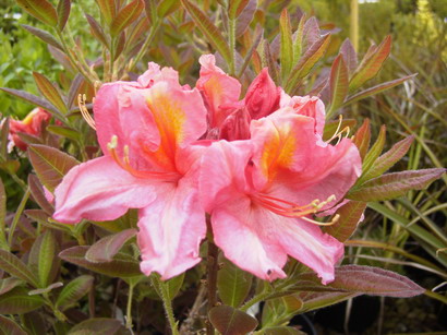 AZALEA caduque Berryrose