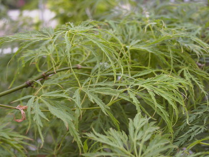 ACER palmatum Shinonome