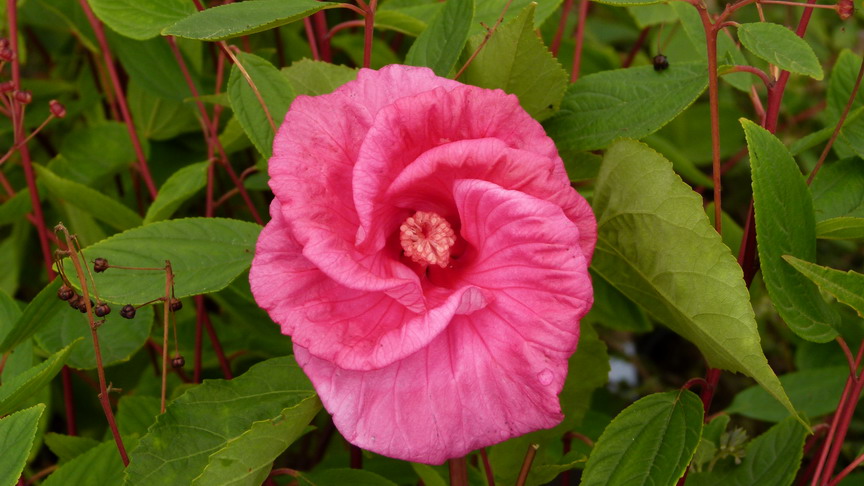 HIBISCUS moschetos Sweet Caroline