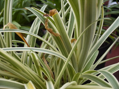 AGAPANTHUS Tinker Bell