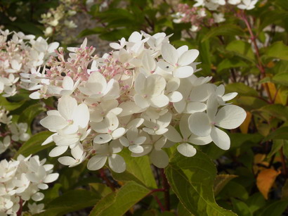 HYDRANGEA paniculata Méga Pearl