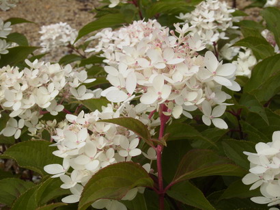 HYDRANGEA paniculata Phamtom