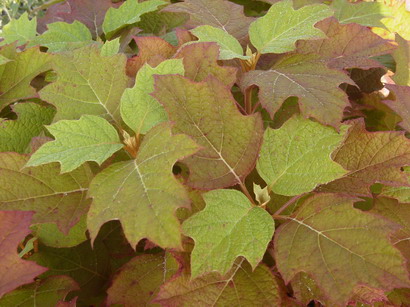HYDRANGEA quercifolia Alice