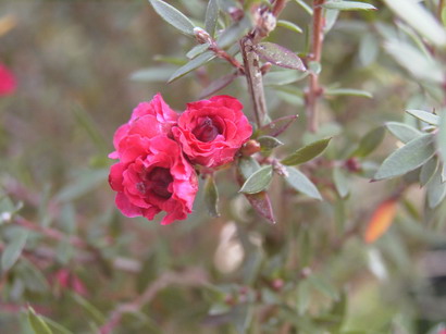 LEPTOSPERMUM scoparium Wiri Joan