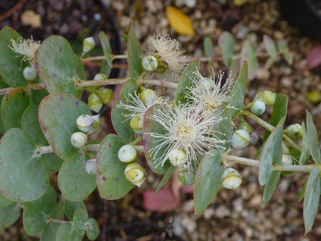 EUCALYPTUS Baby Blue