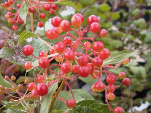 VIBURNUM opulus Compactum