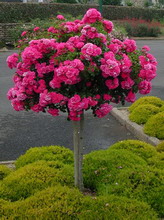 ROSA Emera ® : floraison estivale. Nº2241