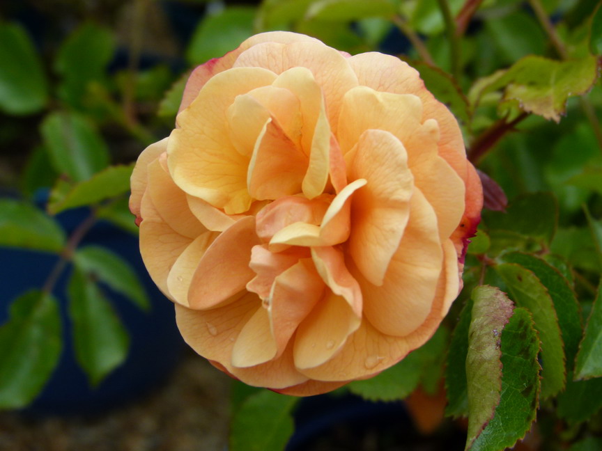 ROSA Calizia ® : floraison estivale. Nº2243