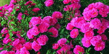 ROSA Emera ® : floraison estivale. Nº2247