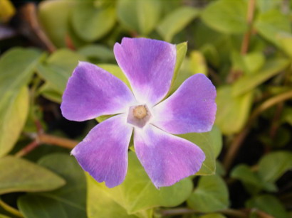 VINCA major