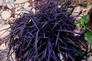 OPHIOPOGON planiscapus Black Dragon