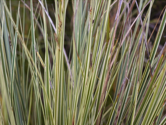 CAREX brunera Mari Loo