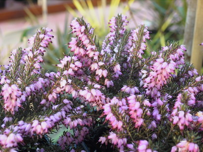 ERICA x.darleyensis Furzey