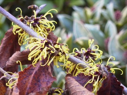 HAMAMELIS X.intermedia Primavera