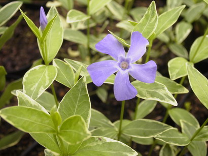 VINCA minor Argenteovariegata