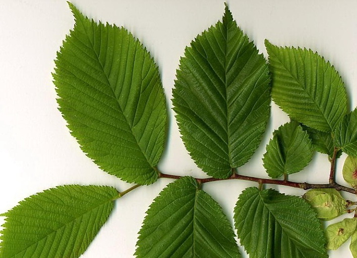 ULMUS RESISTA ® Sapporo Gold 2