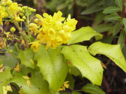 MAHONIA aquifolium Smaragd