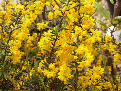 BERBERIS X.stenophylla