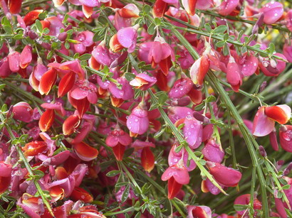 CYTISUS scoparius Kiliney Red