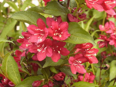 WEIGELIA Nain Rouge ® Weigelia Nain Rouge Pépinière en ligne de