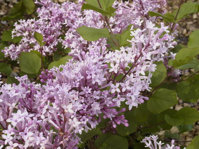 SYRINGA X.meyeri Palibin