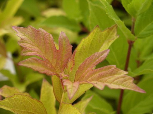 VIBURNUM opulus Park Harvest