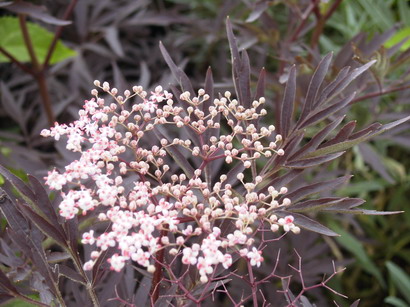 SAMBUCUS nigra Black Lace ®