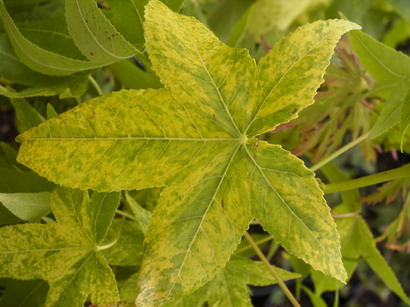 LIQUIDAMBAR styraciflua Aurea
