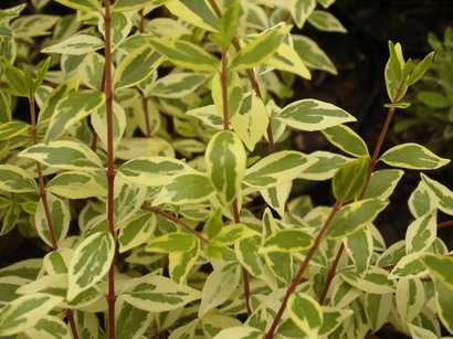 ABELIA X.grandiflora Sunrise ®
