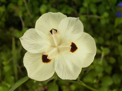 DIETES bicolore