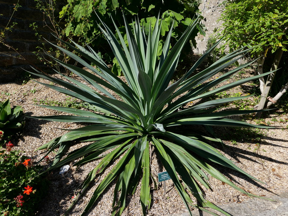 LAVANDULA angustifolia Munstead