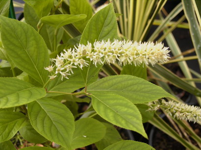 ITEA virginica Little Henry ®