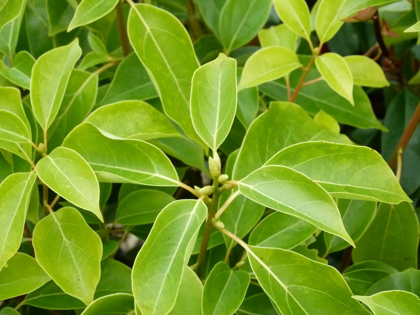 CINNAMOMUM camphora