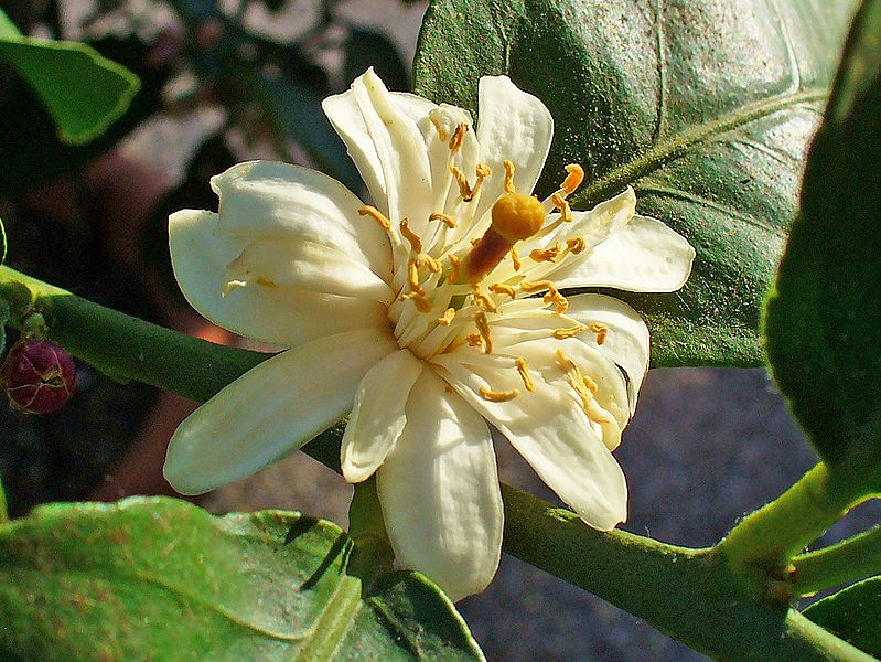 CITRUS x.limon 4 Saisons