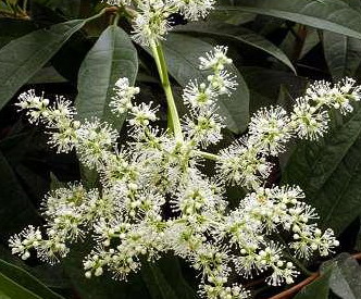 PILEOSTEGIA viburnoides