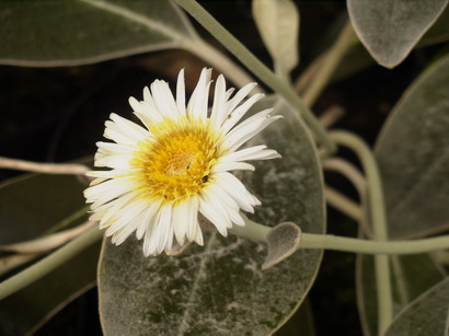 PACHYSTEGIA insignis Daizea ®