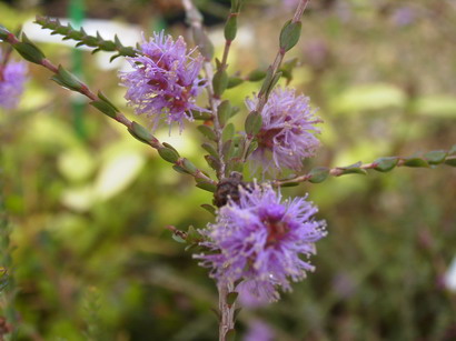 MELALEUCA gibbosa : floraison estivale. Nº2359