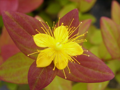 HYPERICUM x.inodorum Rheingold