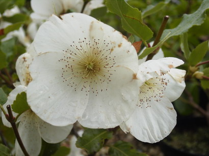 EUCRYPHIA x.nymansensis Nymansay : floraison estivale. Nº2367