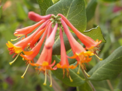 LONICERA X.brownii Dropmore Scarlet