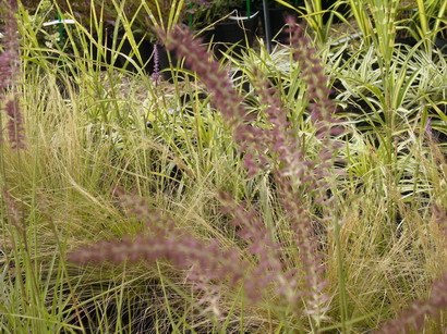 PENNISETUM orientale Rose