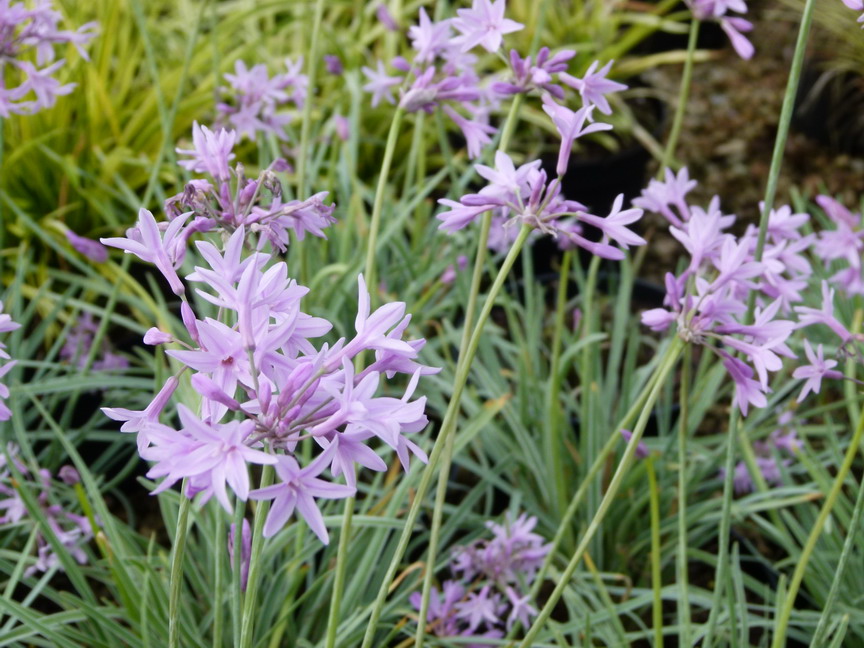 TULBAGHIA violacea Silver Lace