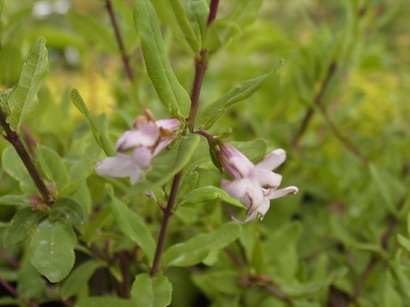 LONICERA syringatha