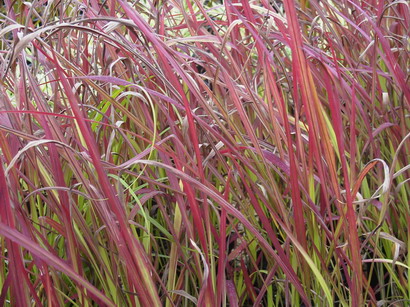 IMPERATA cylindrica Red Baron