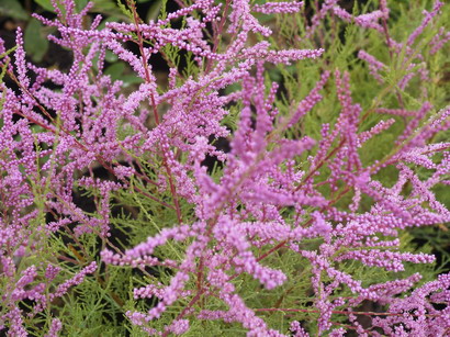 TAMARIX ramosissima Pink Cascade