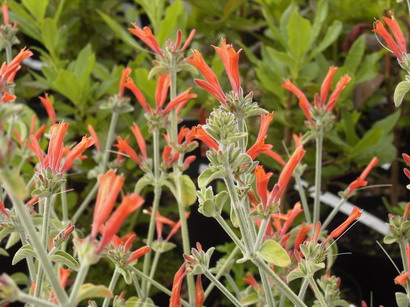 JACOBINIA suberecta