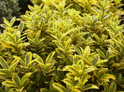 EUONYMUS japonicus Microphyllus Aureovariegatus