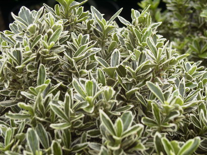 EUONYMUS japonicus Microphyllus Albovariegatus